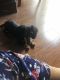 Dachshund Puppies for sale in Delaware, OH 43015, USA. price: NA