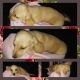 Dachshund Puppies for sale in Harrisburg, IL 62946, USA. price: $900