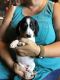 Dachshund Puppies for sale in Grand Junction, IA 50107, USA. price: NA