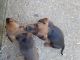 Dachshund Puppies for sale in Poplar Bluff, MO 63901, USA. price: $500