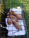 Dachshund Puppies for sale in Cleveland, TX 77327, USA. price: NA