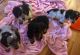 Dachshund Puppies for sale in Akron, OH, USA. price: $650