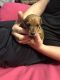 Dachshund Puppies for sale in Palm Springs, CA, USA. price: $800