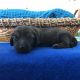 Dachshund Puppies for sale in Roberts, MT 59070, USA. price: NA