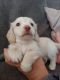 Dachshund Puppies for sale in Northglenn, CO, USA. price: $700