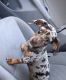Dachshund Puppies for sale in Lithonia, GA 30058, USA. price: NA
