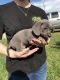 Dachshund Puppies for sale in Corydon, IA 50060, USA. price: NA