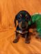 Dachshund Puppies for sale in Hixton, WI 54635, USA. price: NA