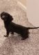 Dachshund Puppies for sale in Metairie, LA, USA. price: $250