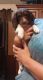 Dachshund Puppies for sale in Maumee, OH, USA. price: NA