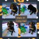Dachshund Puppies for sale in Harrisburg, IL 62946, USA. price: $250