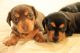 Dachshund Puppies for sale in Sandy Springs, GA, USA. price: NA