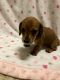 Dachshund Puppies for sale in Orangeburg, SC, USA. price: $550