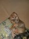 Dachshund Puppies for sale in 44931 Fenhold St, Lancaster, CA 93535, USA. price: NA