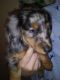 Dachshund Puppies for sale in Fontana, CA, USA. price: NA