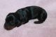 Dachshund Puppies for sale in Bark River, MI 49807, USA. price: $700