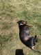 Dachshund Puppies for sale in Crescent City, CA, USA. price: NA