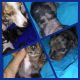 Dachshund Puppies for sale in Chester, TX 75936, USA. price: NA