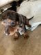Dachshund Puppies for sale in Perris, CA, USA. price: $800