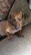 Dachshund Puppies for sale in Corpus Christi, TX, USA. price: NA