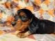 Dachshund Puppies for sale in Ben Wheeler, TX 75754, USA. price: $800