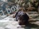 Dachshund Puppies for sale in Jackson County, WV, USA. price: $450