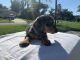 Dachshund Puppies for sale in Plant City, FL, USA. price: NA