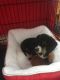 Dachshund Puppies for sale in East Mountain, TX, USA. price: NA