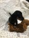 Dachshund Puppies for sale in Columbus, IN, USA. price: NA