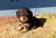 Dachshund Puppies for sale in 515 Jude Rd, Maxton, NC 28364, USA. price: NA