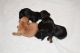 Dachshund Puppies for sale in Hampstead, NC 28443, USA. price: NA