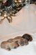 Dachshund Puppies for sale in Hampstead, NC 28443, USA. price: NA