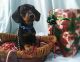 Dachshund Puppies for sale in Deltona, FL 32738, USA. price: $850