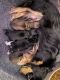 Dachshund Puppies for sale in Otisville, NY 10963, USA. price: NA