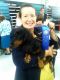 Dachshund Puppies for sale in Summerfield, FL 34491, USA. price: $1,200