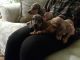 Dachshund Puppies for sale in Warner Robins, GA, USA. price: NA