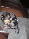 Dachshund Puppies for sale in Artesia, NM 88210, USA. price: NA