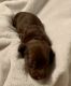 Dachshund Puppies for sale in Fountain, CO, USA. price: NA