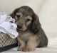 Dachshund Puppies for sale in Crystal, MI 48818, USA. price: NA