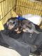 Dachshund Puppies for sale in Artesia, NM 88210, USA. price: NA