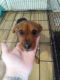 Dachshund Puppies for sale in Cambridge, OH 43725, USA. price: NA