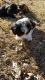 Dachshund Puppies for sale in 2005 Grant St, Terre Haute, IN 47802, USA. price: NA
