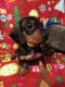 Dachshund Puppies for sale in Portage, WI 53901, USA. price: NA