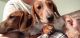 Dachshund Puppies for sale in Ward, SD 57026, USA. price: NA