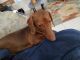 Dachshund Puppies for sale in Quincy Historic District, FL, USA. price: NA
