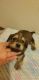 Dachshund Puppies for sale in Rogersville, MO 65742, USA. price: NA