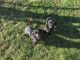 Dachshund Puppies for sale in Redding, CA, USA. price: NA
