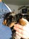Dachshund Puppies for sale in Shelton, WA 98584, USA. price: NA