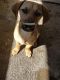 Dachshund Puppies for sale in Bullhead City, AZ, USA. price: $200