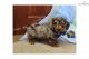 Dachshund Puppies for sale in Seattle, WA, USA. price: NA